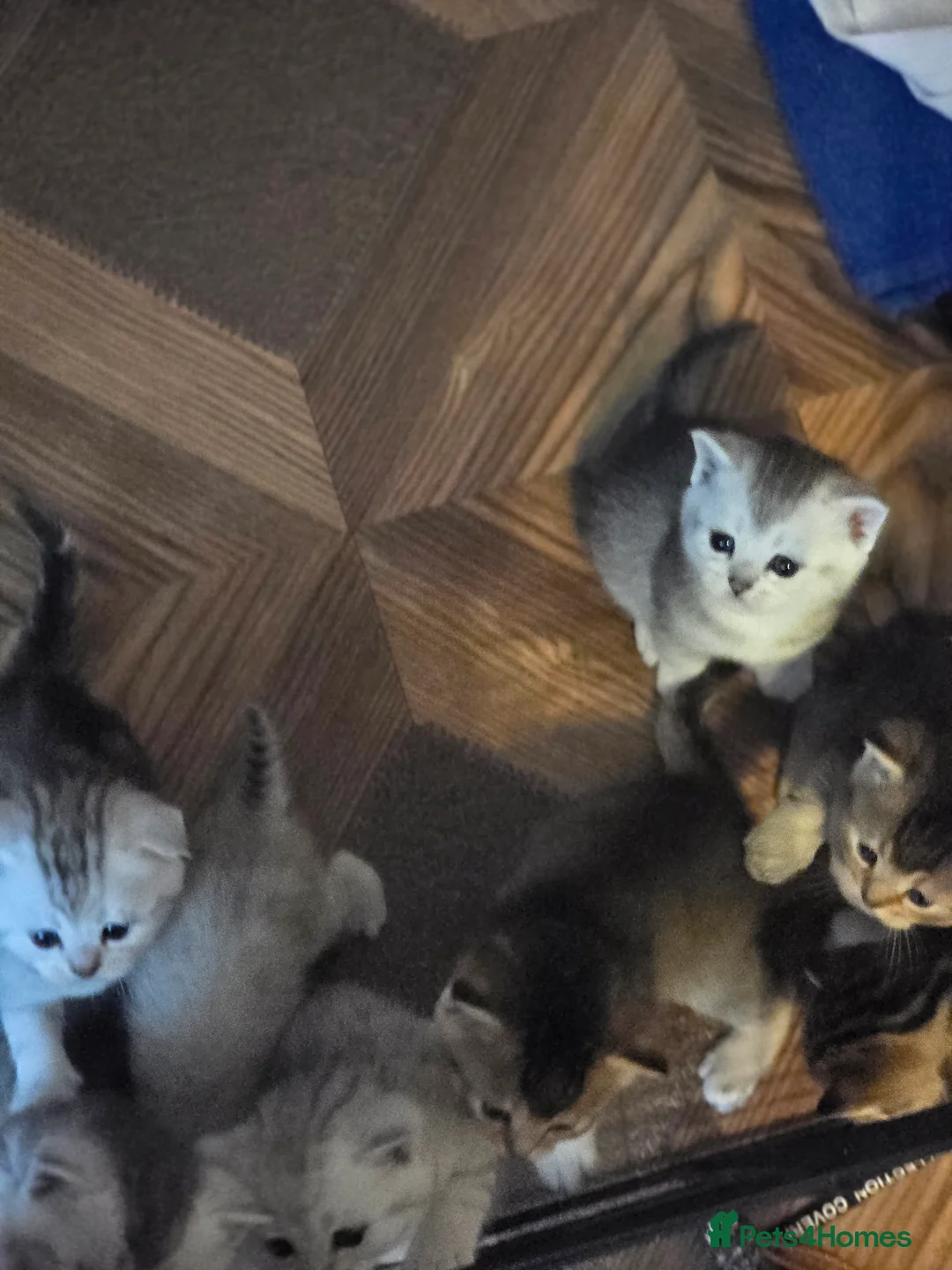 British Shorthair cats for sale: 🥰Rare colours of British kittens, reservations🤩 - Advert 27