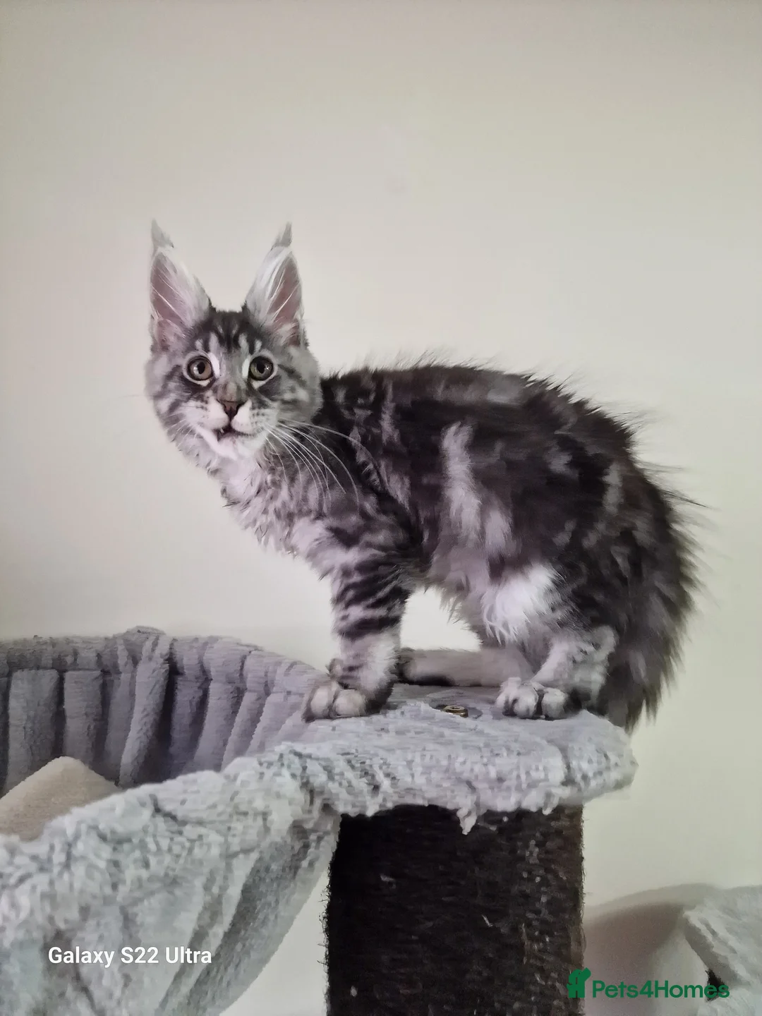 Maine Coon cats for sale:  Kittens – Licensed Fenikscoon Cattery (UK) 🐾 - Advert 14