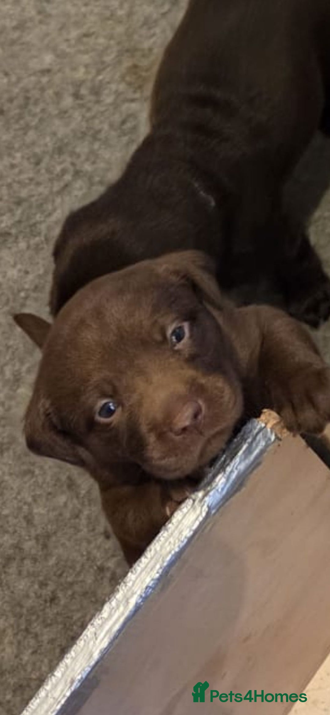 Labrador Retriever dogs for sale: 8 gorgeous chocolate/yellow girl & boy lab pups  - Image 12