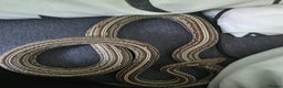 Corn Snake reptiles for sale: Tessera Corn Snake Looking for home  - Advert 13
