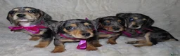 Dachshund dogs for sale: BEAUTIFUL DACHSHUND READY FOR FOREVER HOME!!! in Wolverhampton - Advert 23