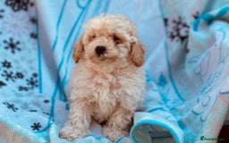 Poochon dogs for sale: Beautiful Poochons  - Image 32