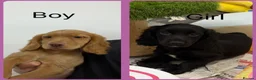 Cocker Spaniel dogs for sale: KC Registered Working Cocker Spaniels - Advert 3