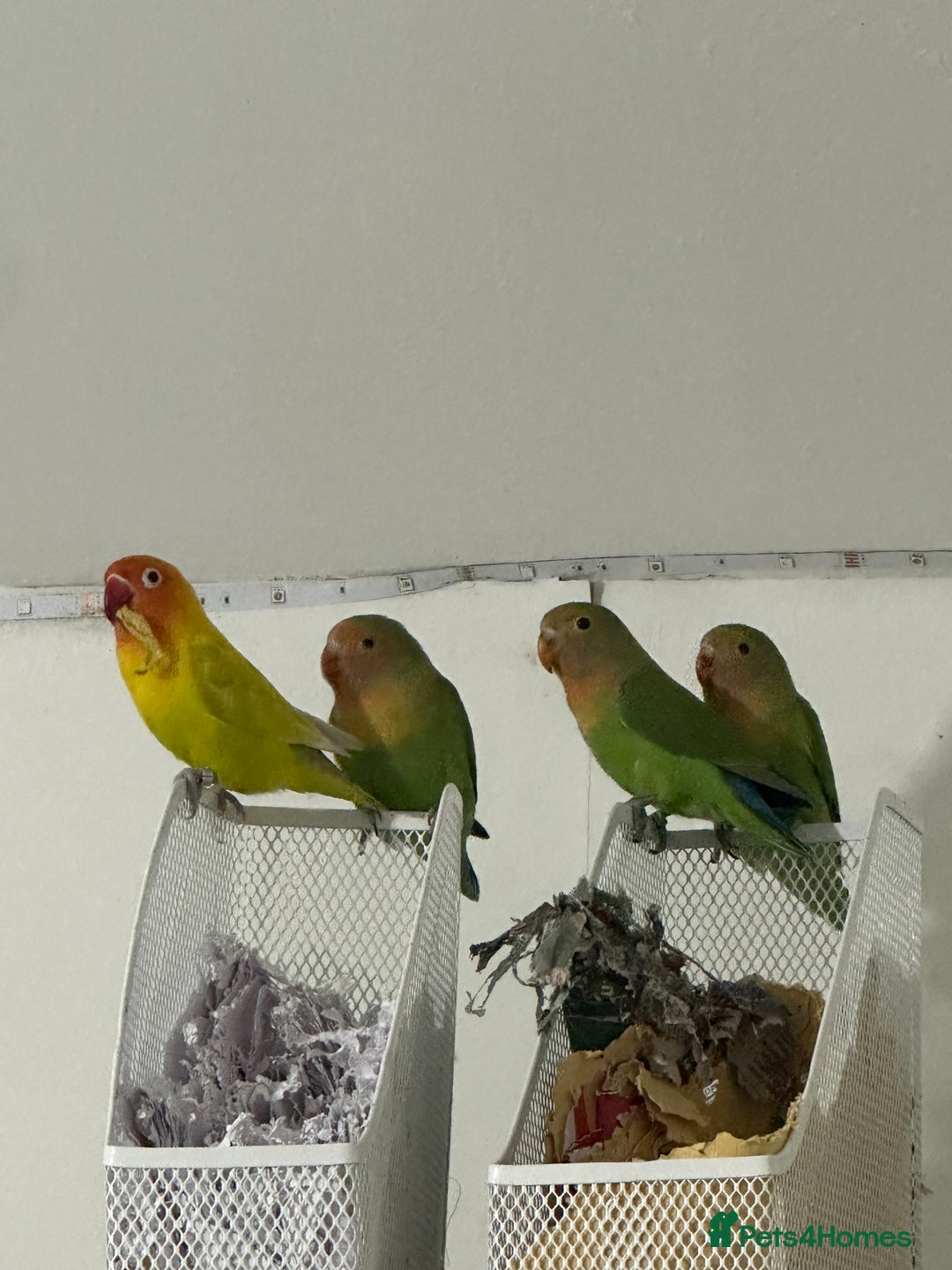 Lovebirds birds for sale: 4 Love birds for sale  - Image 1
