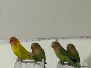 Lovebirds birds - Advert 1