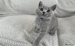 British Shorthair cats for sale: READY NOW 😻Pedigree BSH with perks in Swindon - Image 12