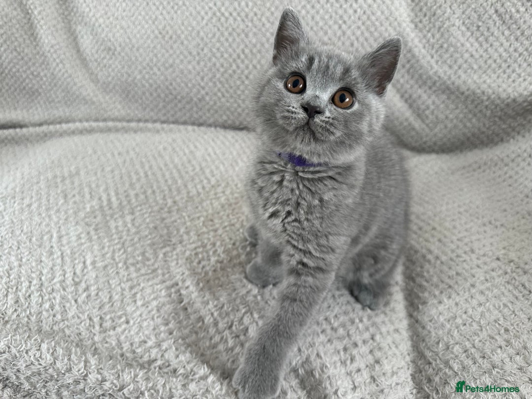 British Shorthair cats for sale: READY NOW 😻Pedigree BSH with perks in Swindon - Image 12