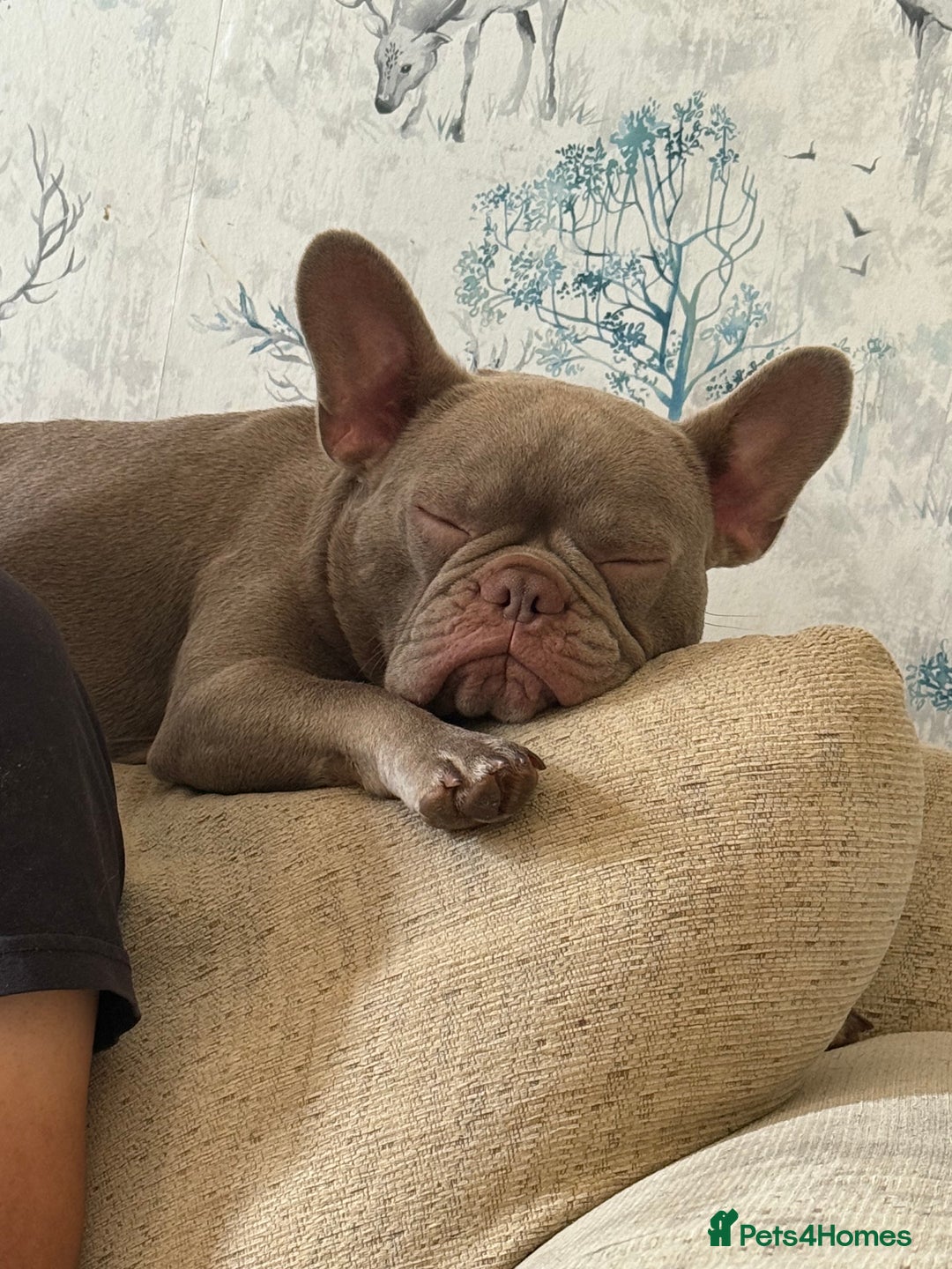 French Bulldog dogs for sale: Female new shade Isabella Frenchbull dog 1 1/2 yrs - Image 5