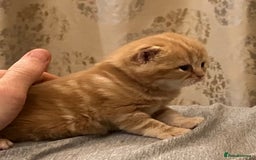 British Shorthair cats for sale: Rare colors British Shorthair kittens - Image 11