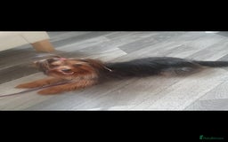 Morkie dogs for sale: Morkie puppies ready to leave  - Image 4