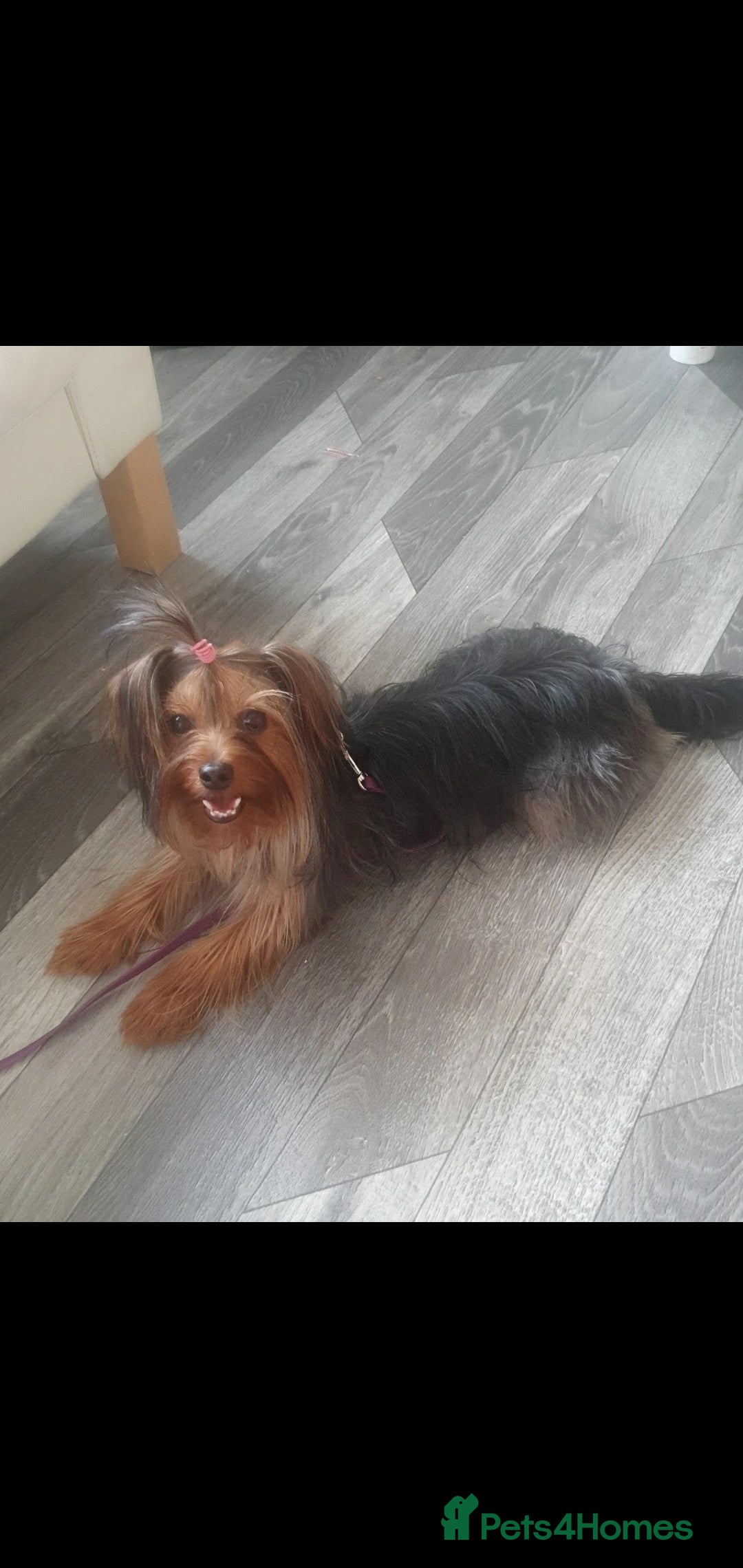 Morkie dogs for sale: Morkie puppies ready to leave  - Image 4