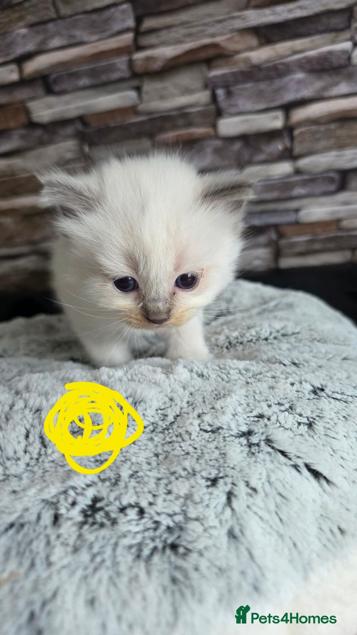 Ragdoll cats Ragdoll kittens looking for home  - Advert 1