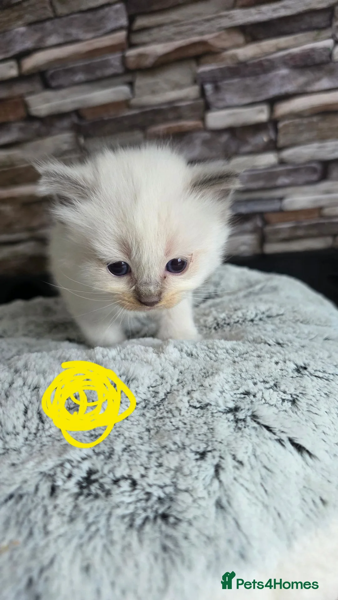 Ragdoll cats for sale: Ragdoll kittens looking for home  - Advert 1