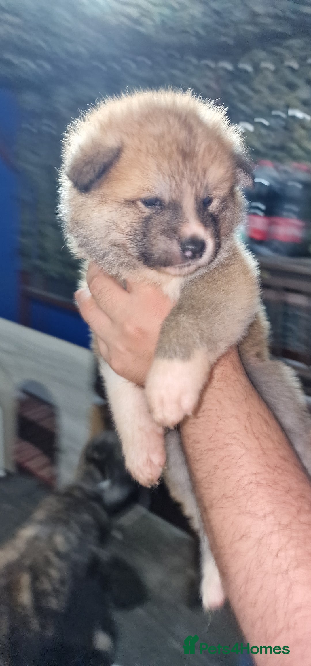 Akita dogs for sale: Akita Inu Japonese - Image 18