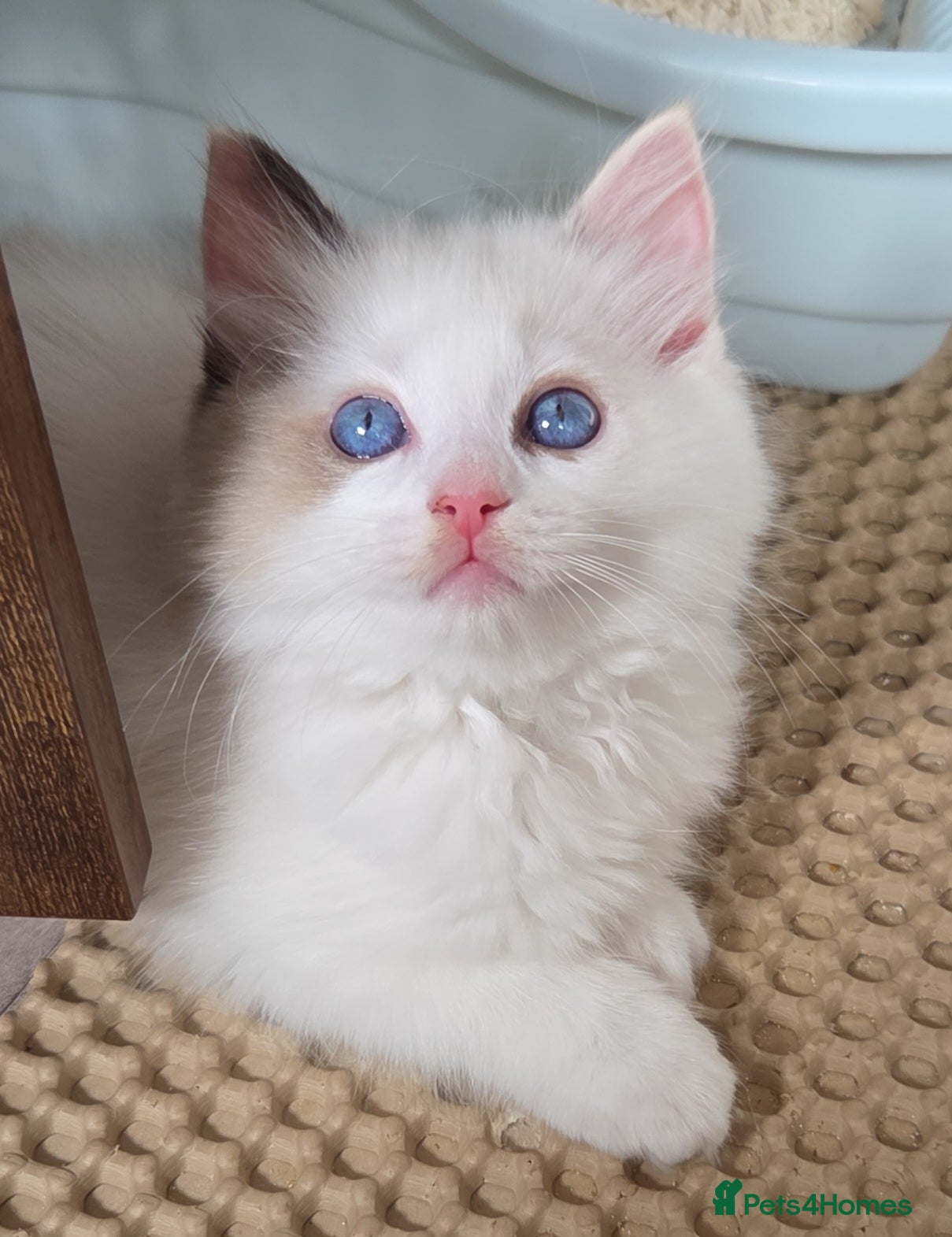 Ragdoll cats Outstanding quality Tortie Ragdolls - Advert 2