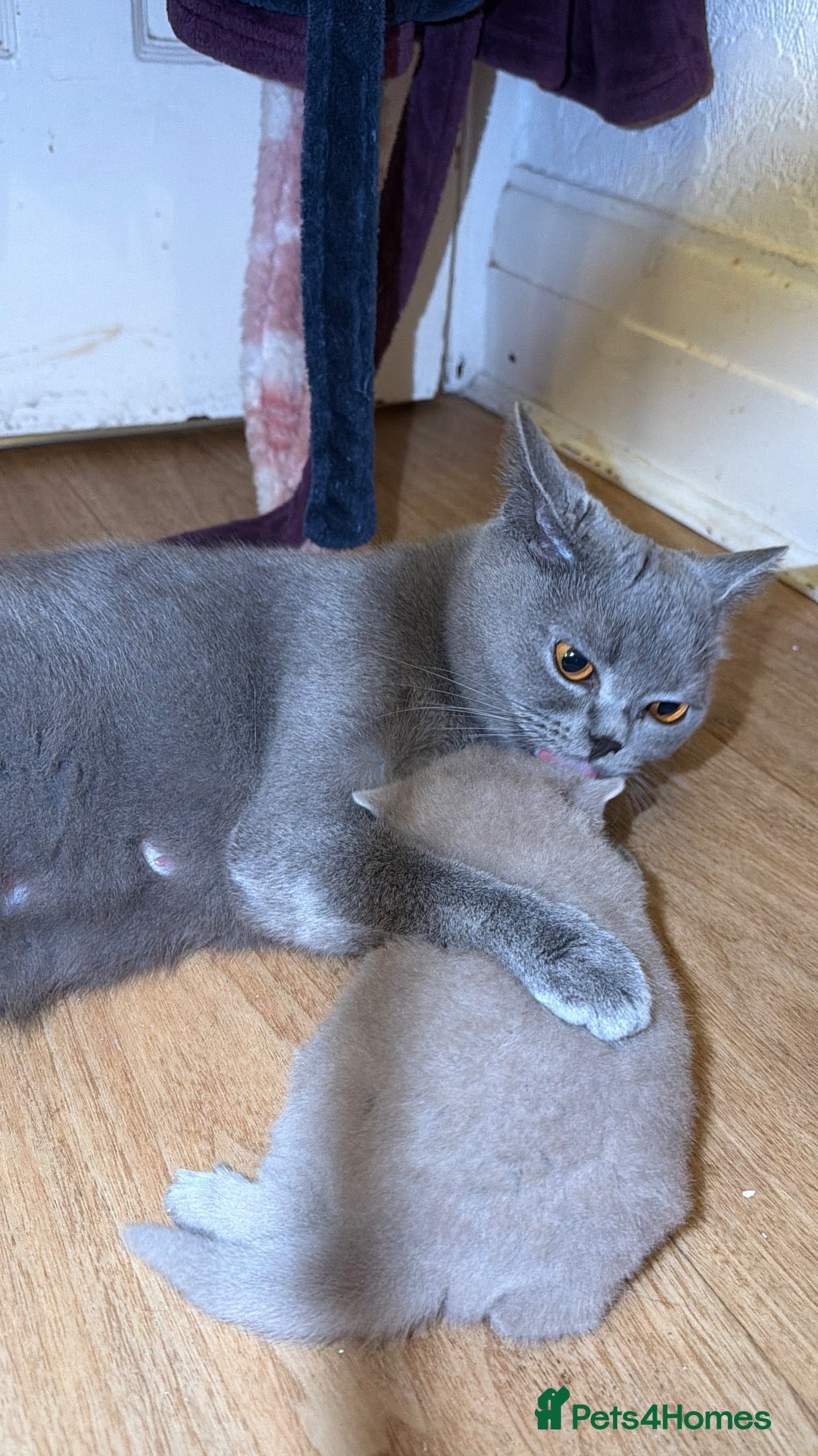 British Shorthair cats Fully british short hair kittens  - Advert 2