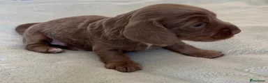 Miniature Dachshund 1