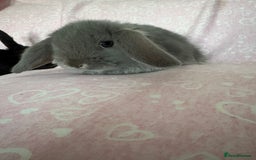 Mini Lop rabbits for sale: Beautiful little mini lop baby bunny rabbits  - Advert 8