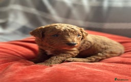 Mixed Breed dogs for sale: Poochon x Maltipoo puppies - Image 13