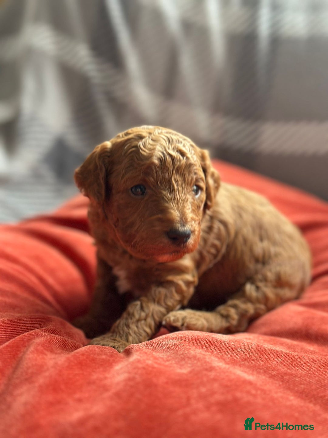 Mixed Breed dogs for sale: Poochon x Maltipoo puppies - Image 13