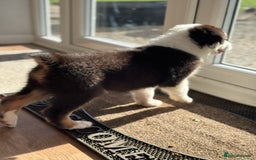 Australian Shepherd dogs for sale: Last KC registered Australian Shepard puppy! - Image 5