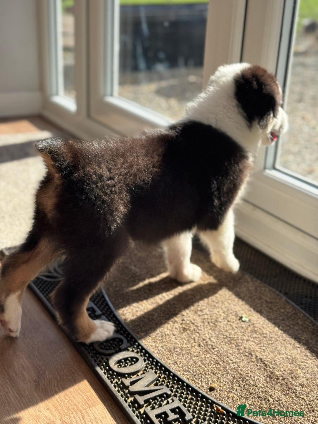 Australian Shepherd dogs for sale: Last KC registered Australian Shepard puppy! - Image 5
