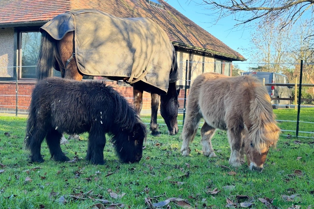 Shetland pony horses for sale: Black Colt miniature shetland - Advert 3