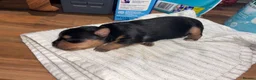 Yorkshire Terrier dogs for sale: Beautiful Merle Yorkshire terrier puppies  - Advert 6