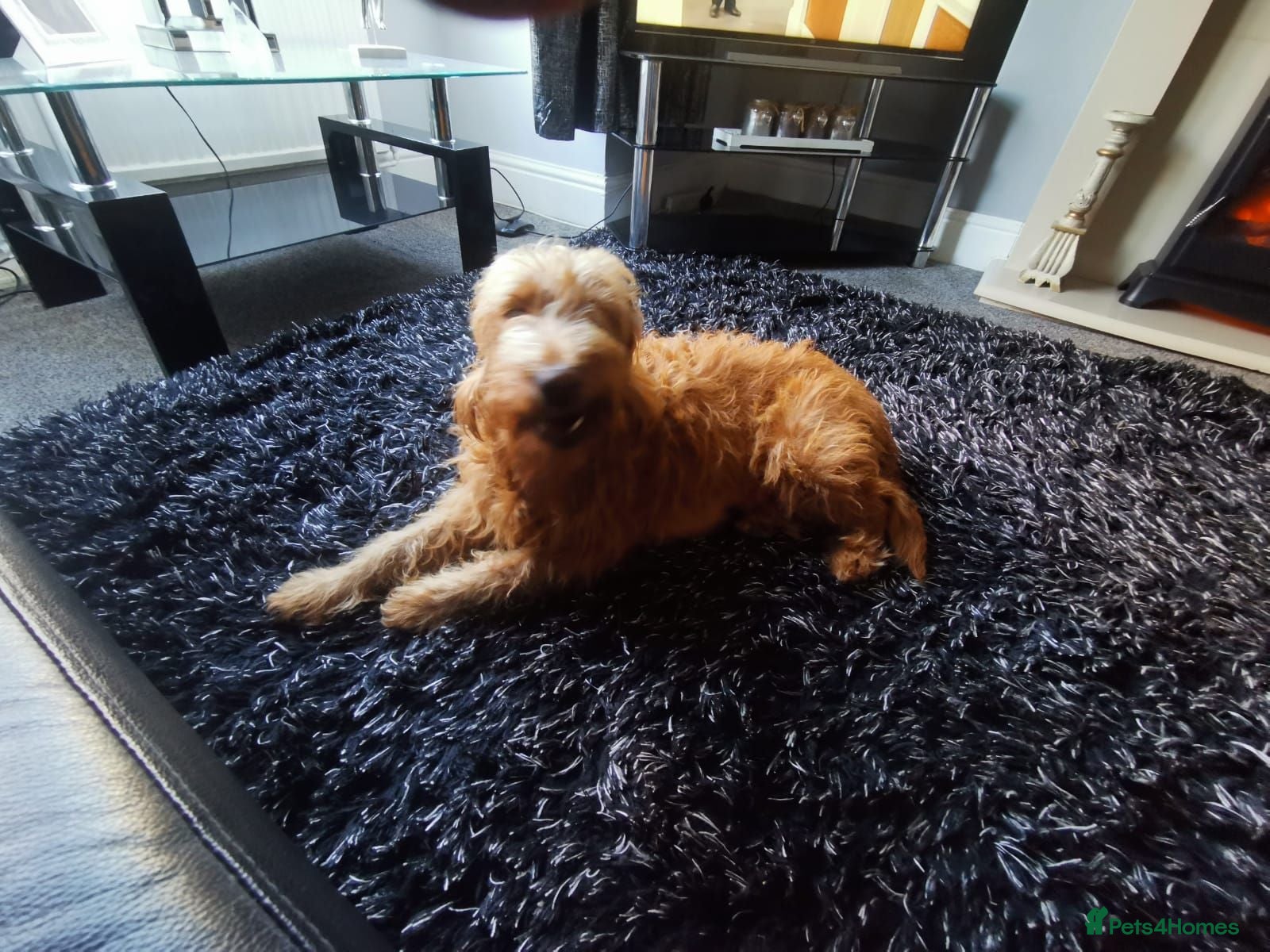 Labradoodle dogs Beautiful Labradoodle Puppies   - Advert 3