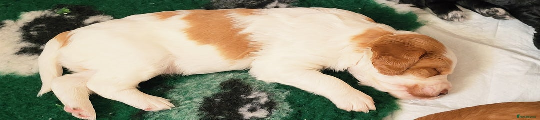 Mixed Breed Puppy 1