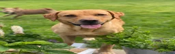Labrador Retriever dogs for sale: Beautiful KC Registered Working Labrador pups in Leyland - Advert 12