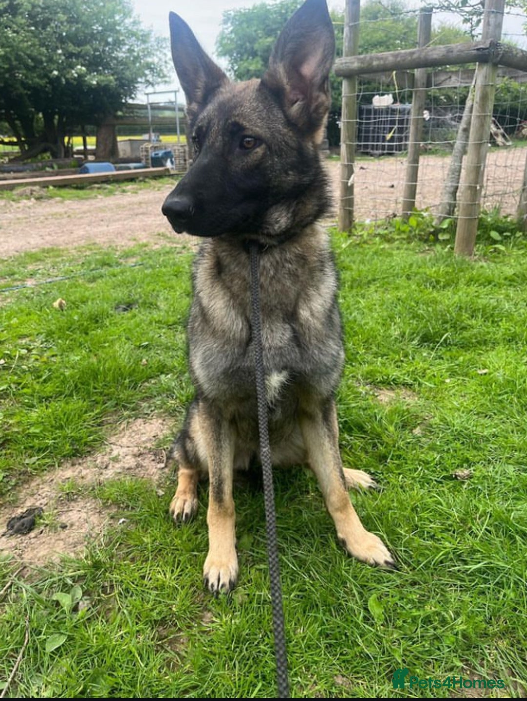 German Shepherd dogs for sale: German shepherd puppy’s kennel club registered  - Advert 3