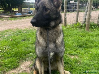 German Shepherd dogs German shepherd puppy’s kc - Advert 1