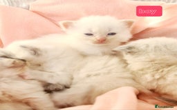 Ragdoll cats for sale: Pure ragdoll kittens - Image 6