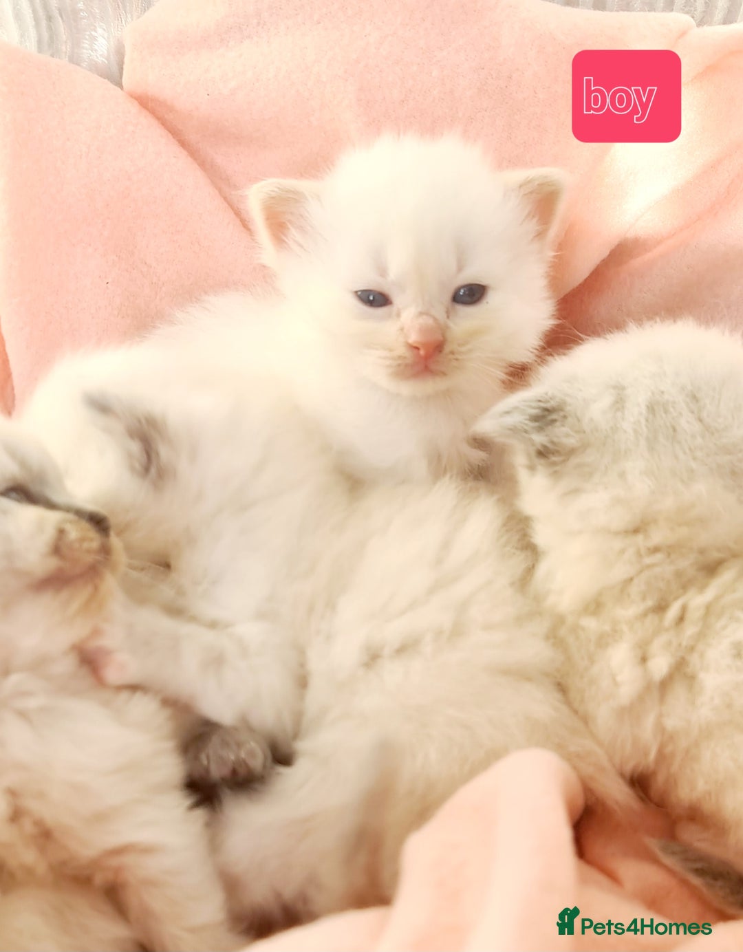 Ragdoll cats for sale: Pure ragdoll kittens - Image 6