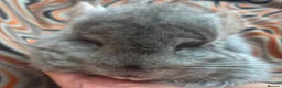 Chinchilla rodents for sale: Variety of chinchillas babys and adults - Advert 29