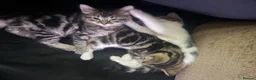 Mixed Breed cats for sale: Beautiful kittens  in Manchester - Advert 4