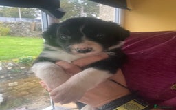 Border Collie dogs for sale: Border Collie Pups Merle, Tri-colour & Blk/wht - Image 28