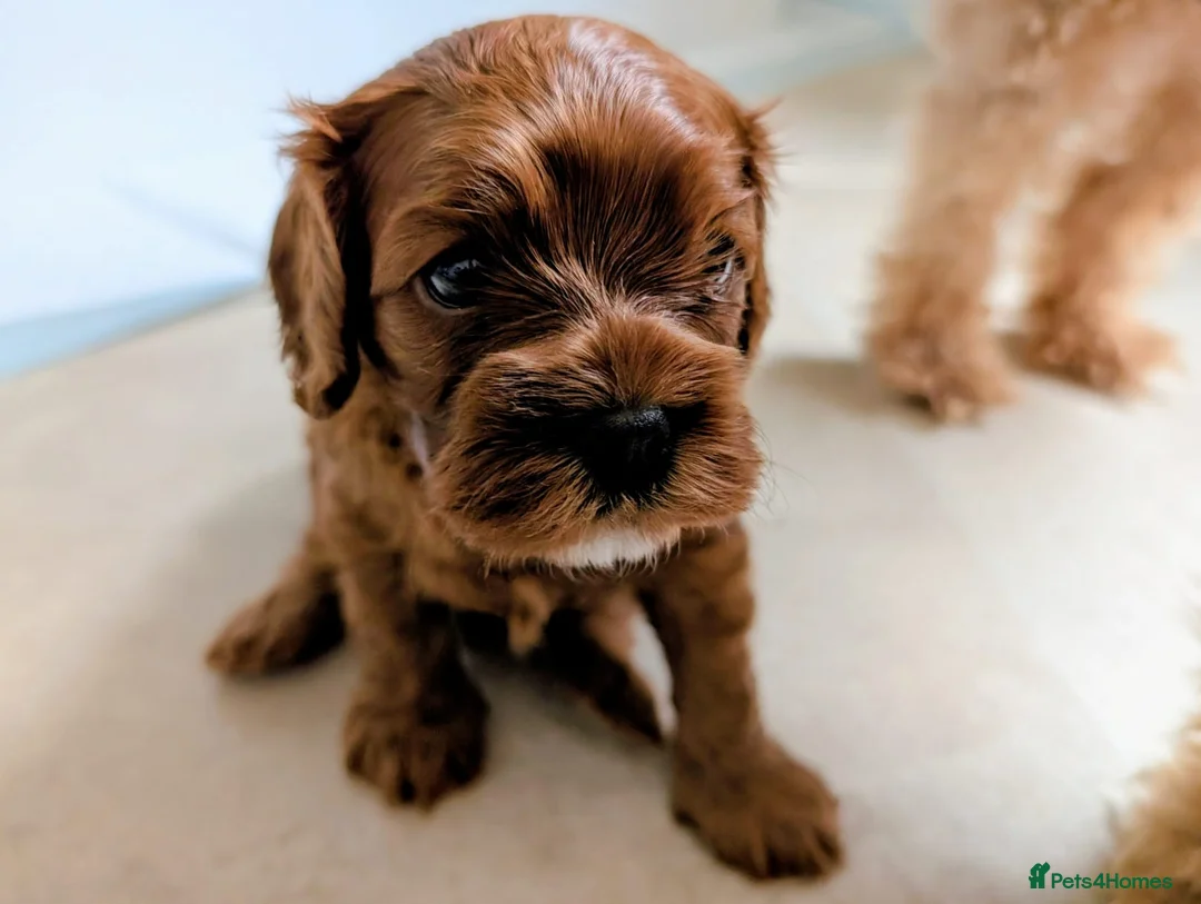 Cavapoo dogs for sale: Red Cavapoo boy- Parents DNA,Heart & eyes clear - Advert 1