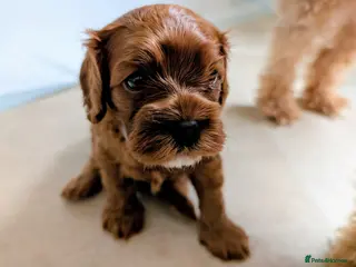 Cavapoo dogs Red Cavapoo boy- Parents DNA,Heart & eyes clear - Advert 2
