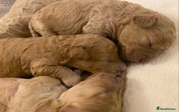 Cavapoo dogs for sale: Gorgeous Teddybear Cavapoo Puppies health checked  - Advert 28