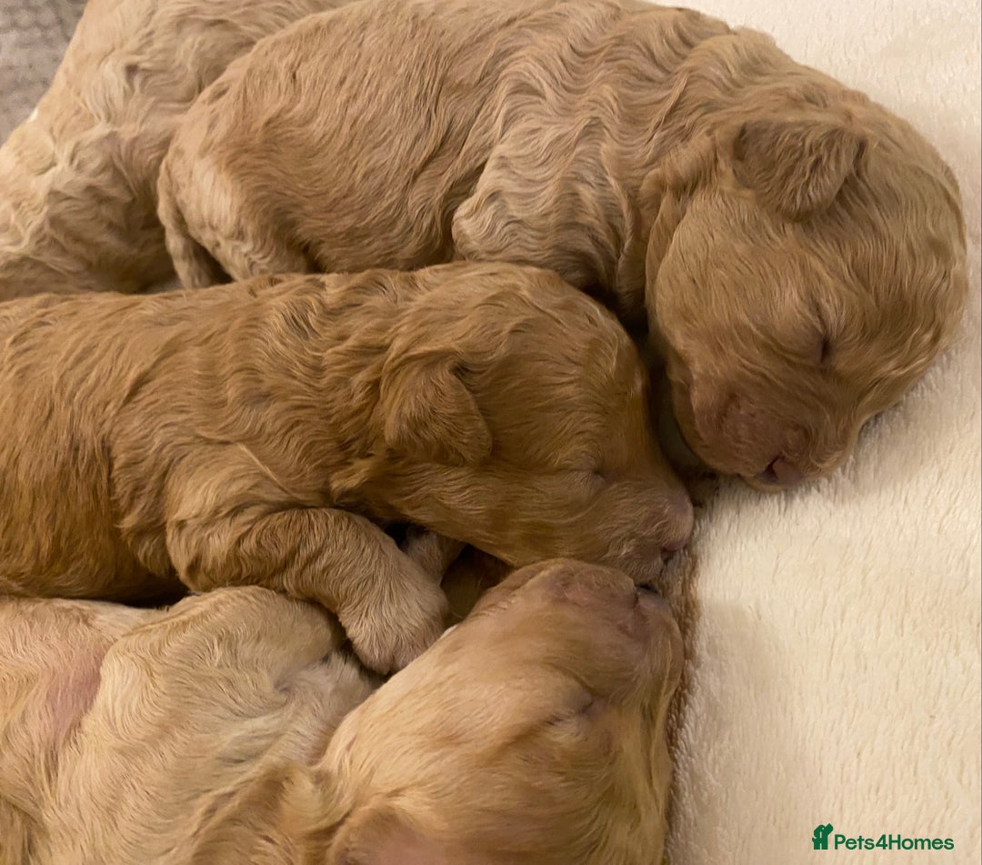 Cavapoo dogs for sale: Gorgeous Teddybear Cavapoo Puppies health checked  - Advert 28