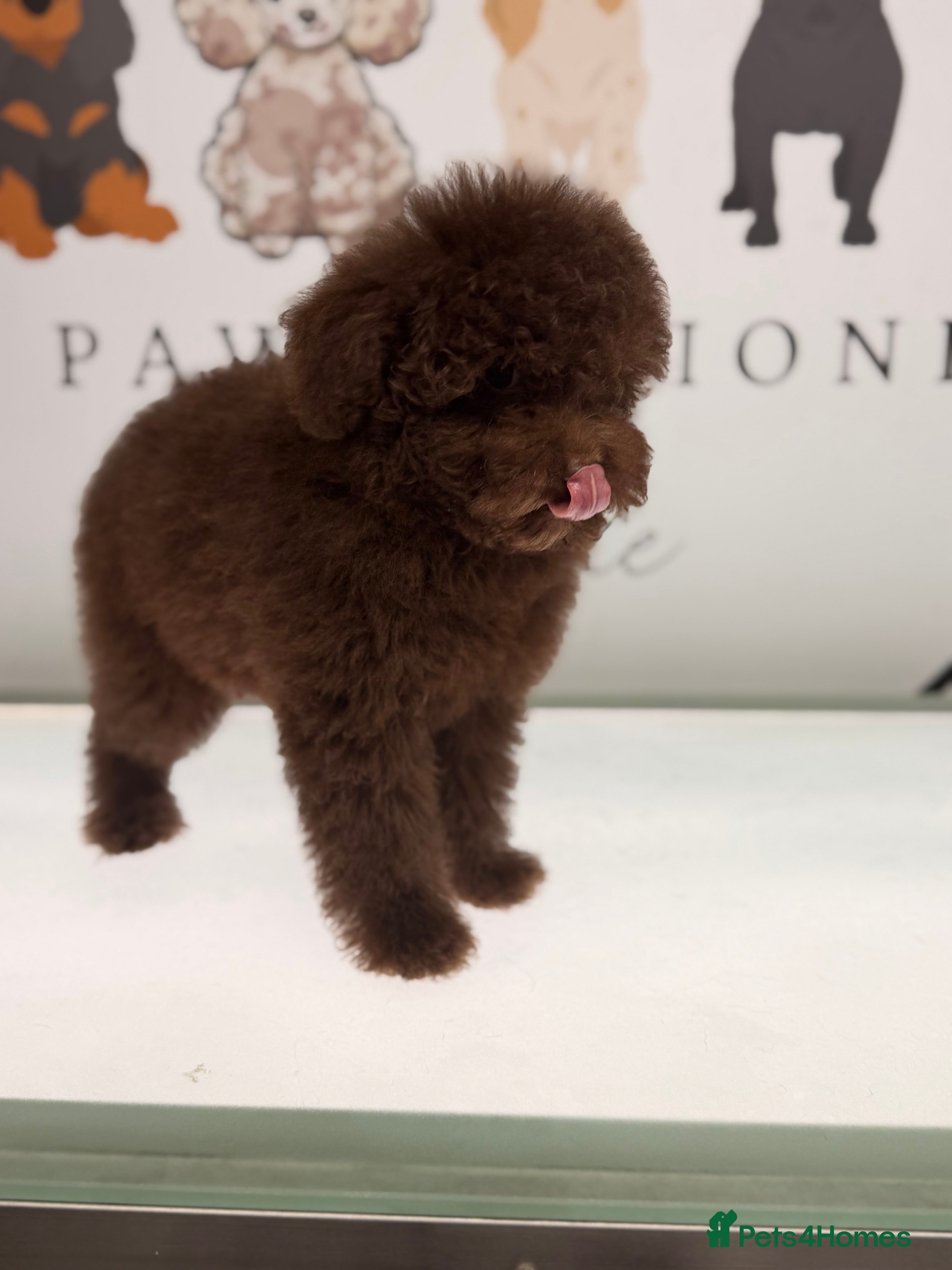 Toy Poodle dogs Tiny Asian/tiny Toy poodles🧸🤎 - Advert 14