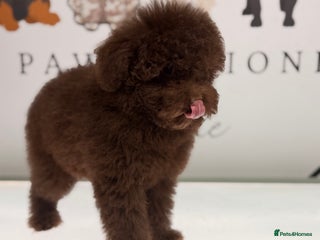 Toy Poodle dogs Tiny Asian/tiny Toy poodles🧸🤎 - Advert 4