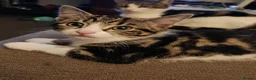 Mixed Breed cats for sale: Two Adorable Kittens Looking for Home!  - Advert 15