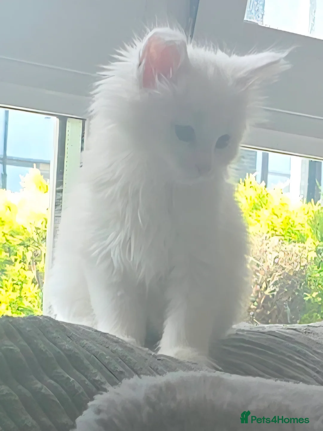 Maine Coon cats for sale: Main coon  - Advert 2