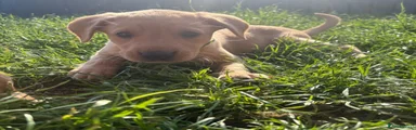 Labrador Retriever 6