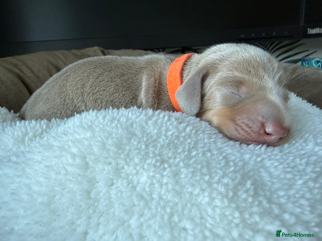 Miniature Dachshund dogs for sale: KC Miniature Dachshund short hair 4M 1F - Advert 7