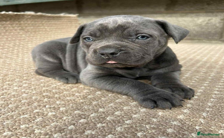 Cane Corso dogs - Advert 4