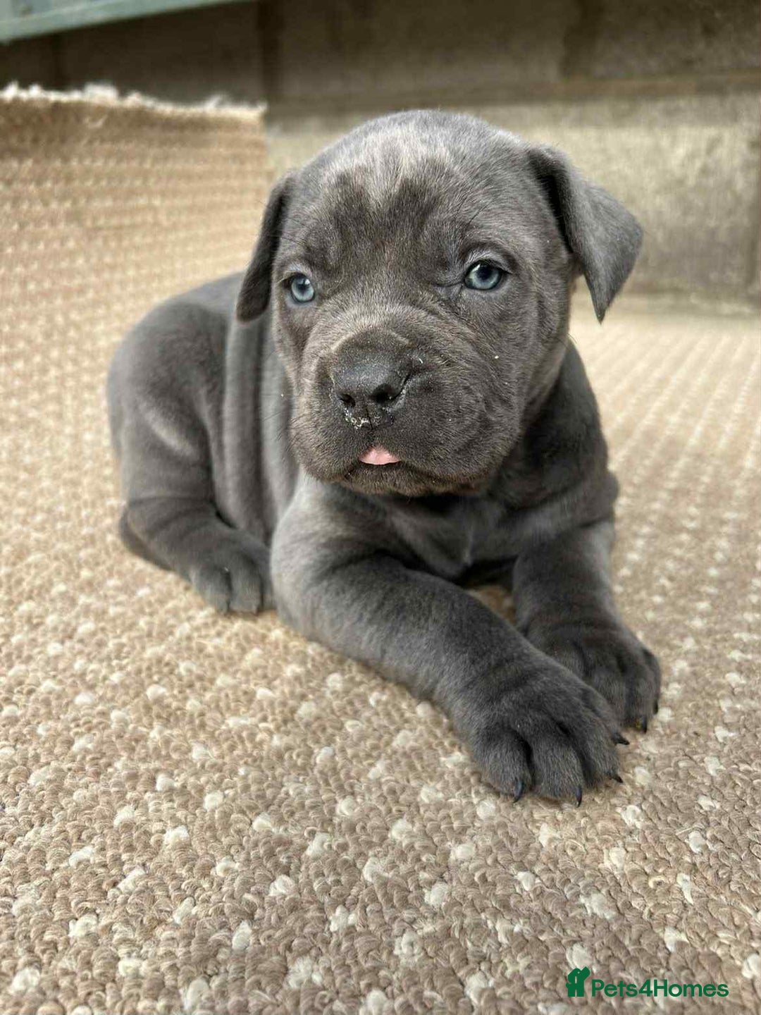 Cane Corso dogs for sale: Cane corso pups - Image 1